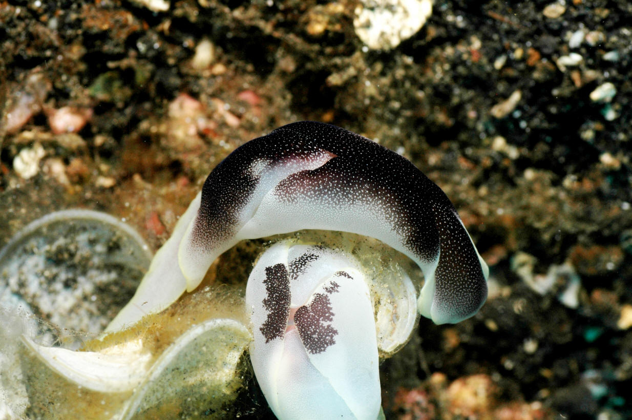 Chelidonura amoena